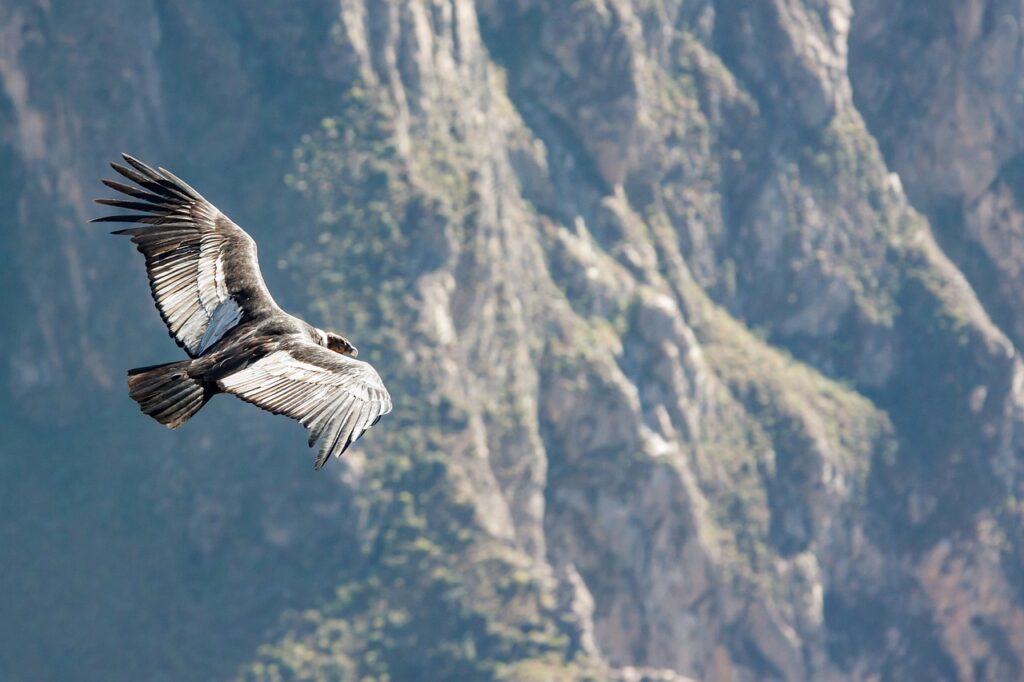 condor, peru, andean condor-4434285.jpg