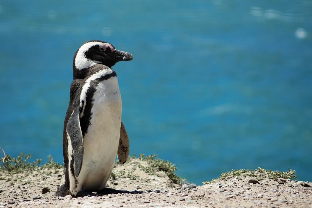 penguin, sea, nature-4285650.jpg