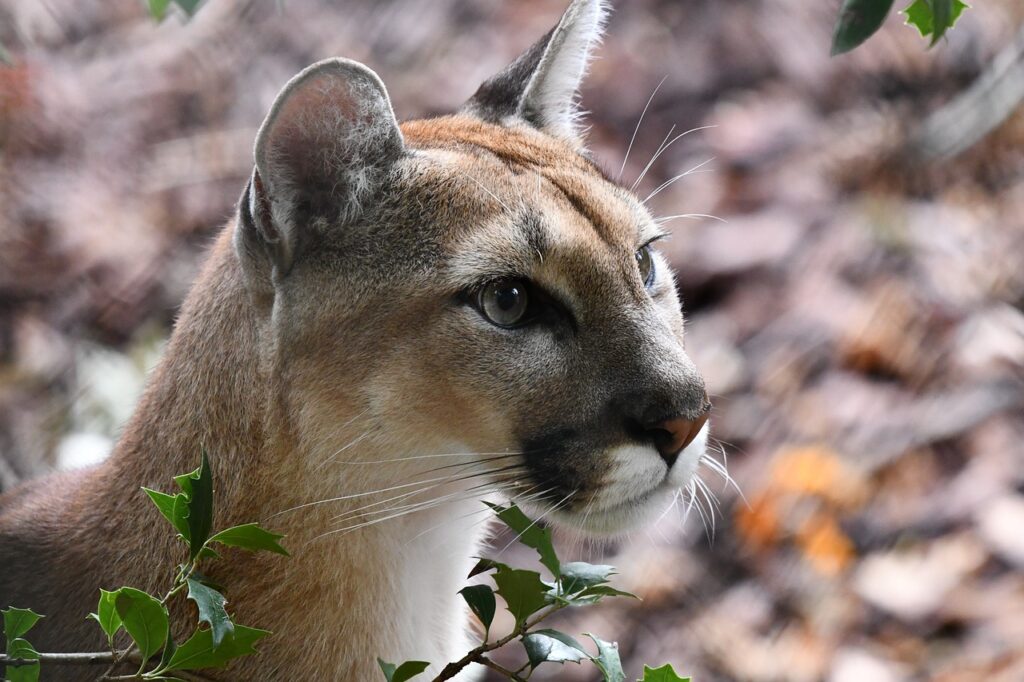 puma, animal, wildlife-7260088.jpg